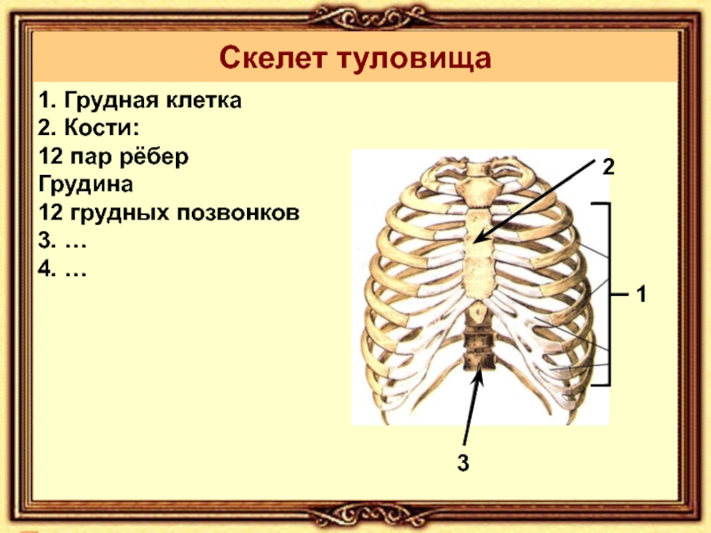 Основа скелета туловища. Скелет туловища грудная клетка кости. Кости туловища позвоночник грудная клетка. Скелет туловища состоит из. Скелет туловища позвонки ребра Грудина.