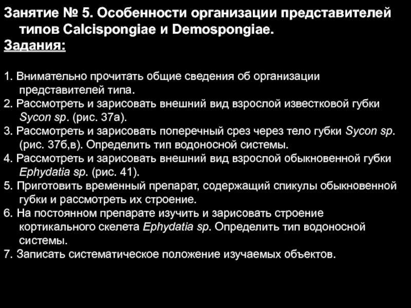 Презентация Занятие № 5. Особенности организации представителей типов Calcispongiae и