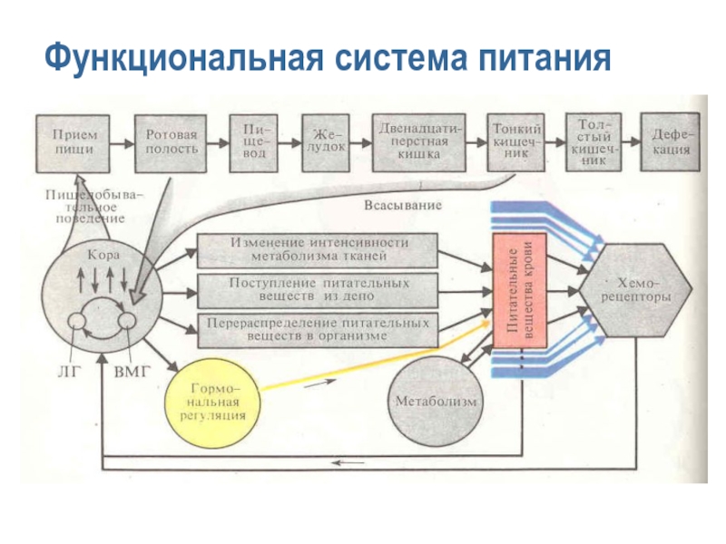 Схему поведенческого акта с позиций теории функциональных систем п к анохина