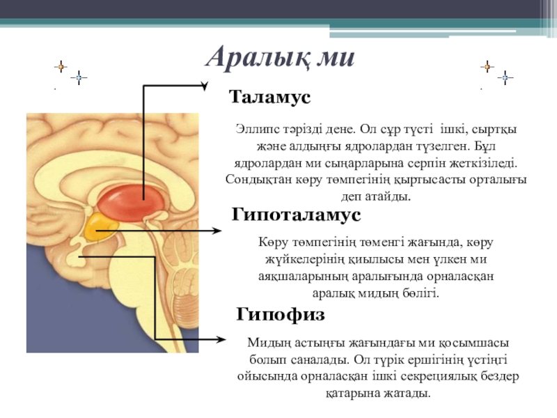 Промежуточный мозг таламус. Зрительный бугор таламус. Таламус анатомия. Таламус функции кратко.