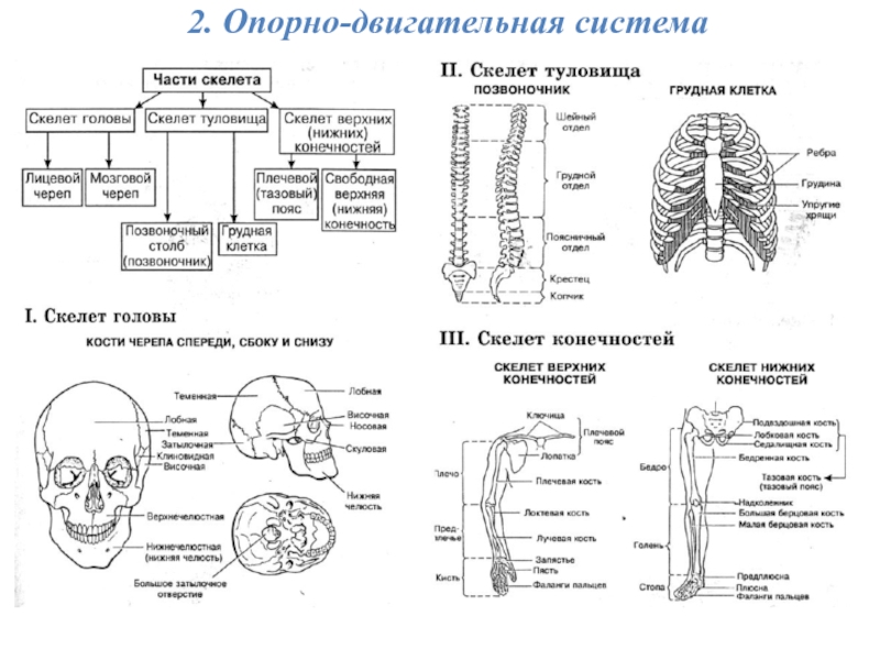 Анатомия подготовка к огэ презентация