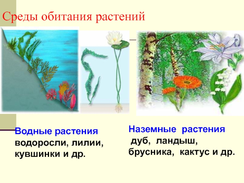 Обитания растений. Среда обитания растений. Водная среда обитания растения. Условия обитания растений. Растения которые обитают в водной среде.