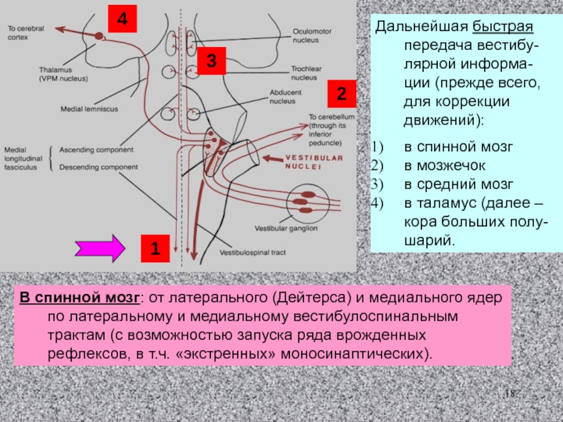 Центры сенсорной системы. Вестибулоспинальные рефлексы. Висцеральная сенсорная система. Центры висцеральной сенсорной системы.. Строение висцеральной сенсорной системы.