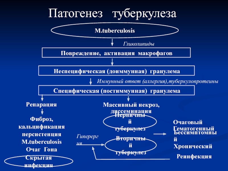 Первичный туберкулез картинки