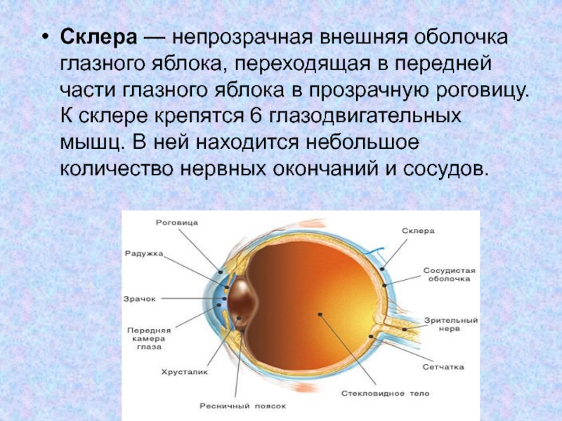Как называется прозрачная часть белочной оболочки глаза. Белочная оболочка глаза склера. Строение глазного яблока склера. Строение глаза склера. Внешняя оболочка глазного яблока.