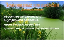 Земноводные или амфибии
Двоякодышащие
Особенности внешнего и внутреннего