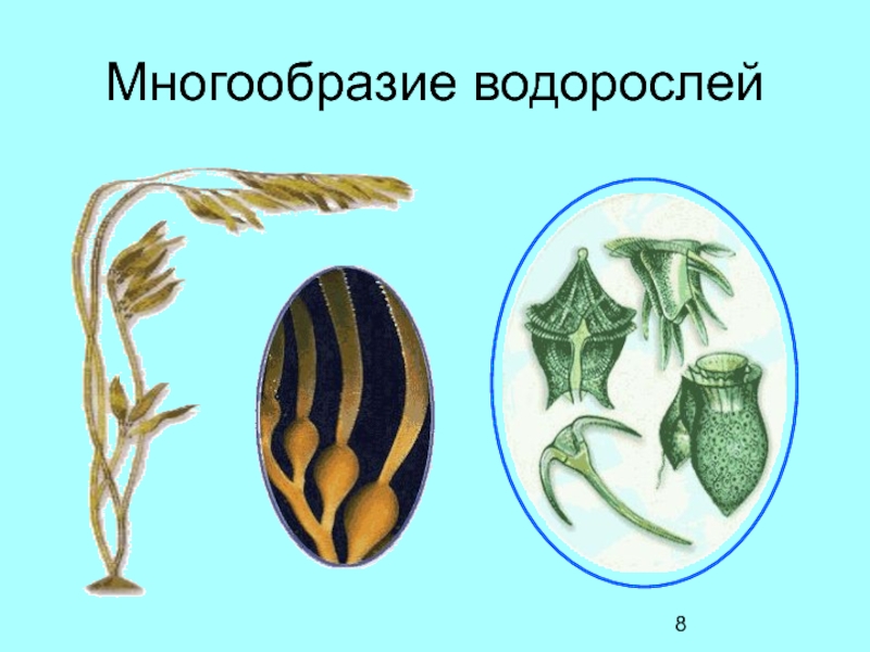 Разнообразие водорослей биология. Разнообразие водорослей. Многообразие водорослей 5 класс. Выписать многообразие водорослей. Название конечностей водорослей.