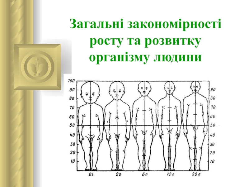 Презентация Загальні закономірності росту та розвитку організму людини