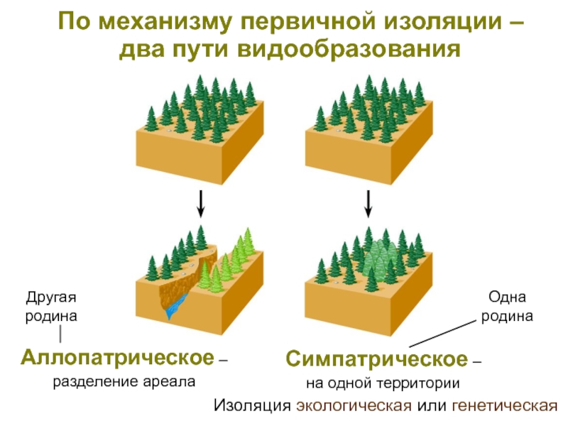 Изоляция в биологии картинки