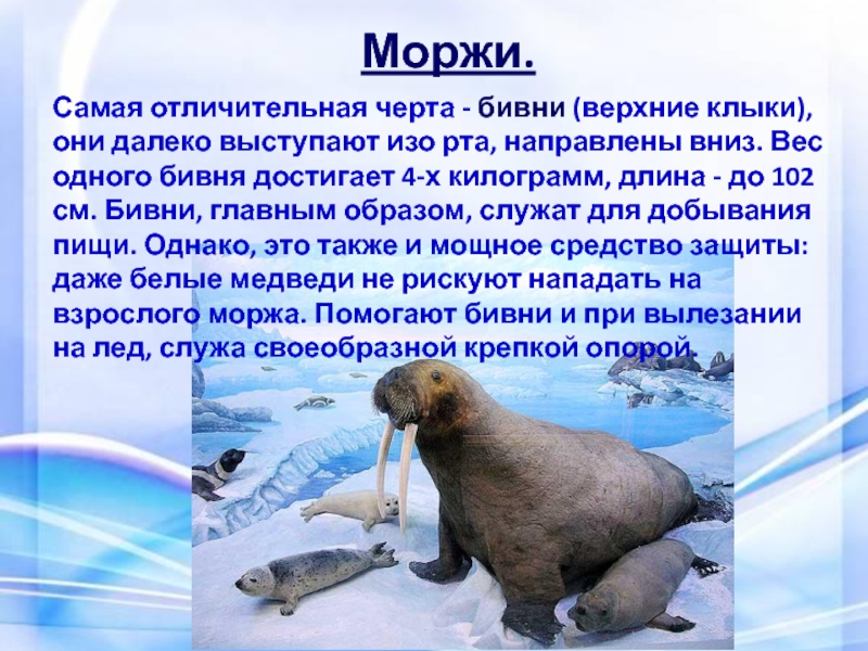 Презентация о моржах - 82 фото