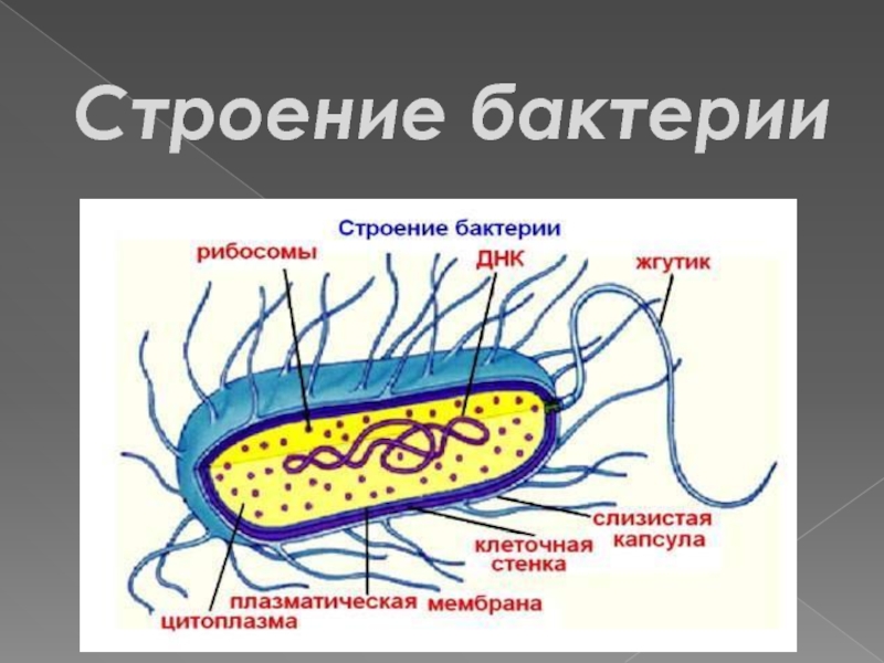 Презентация 5 класс бактерии строение и жизнедеятельность 5 класс