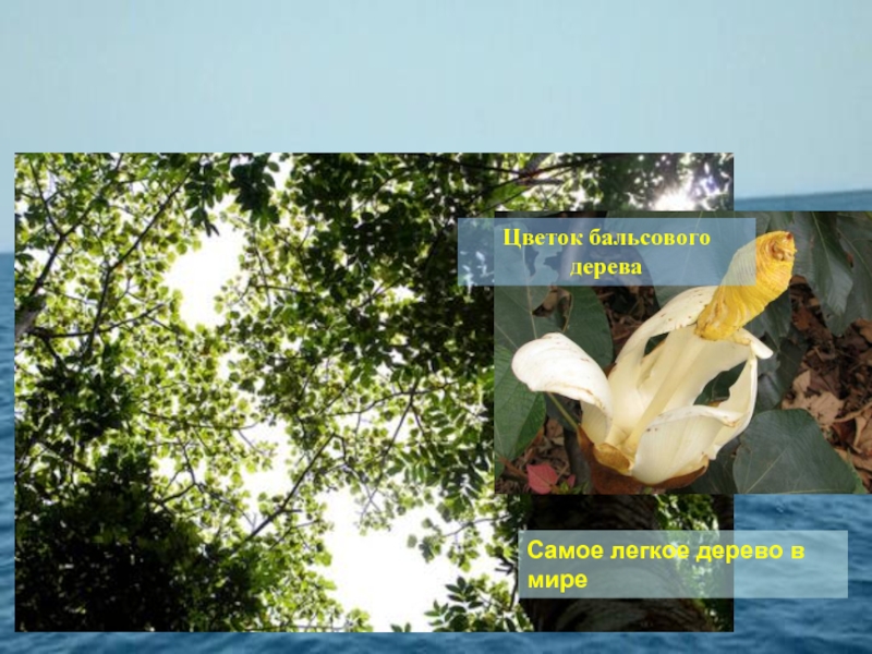 Цветок бальсового дереваСамое легкое дерево в мире