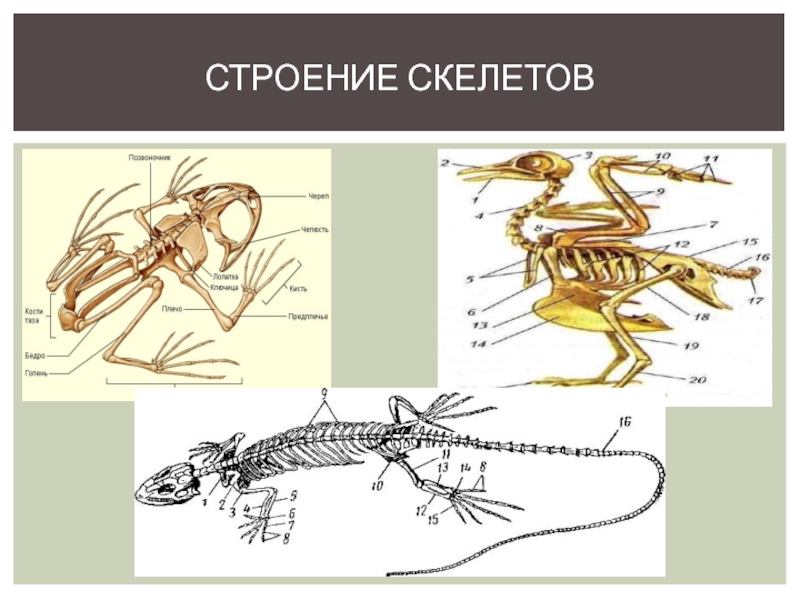 Наружный скелет насекомого. Скелет земноводных. Скелет земноводных и пресмыкающихся. Строение скелета лягушки. Внешнее строение и скелет земноводных.