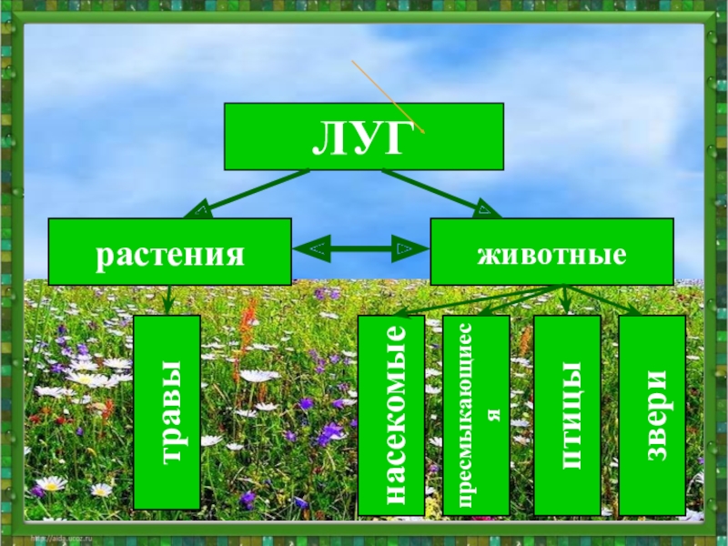 Животные луга окружающий мир 2 класс презентация