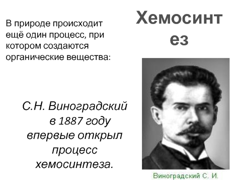 Хемосинтез в природе. Ученый открывший процесс хемосинтеза. Что открыл Виноградский. Хемосинтез Виноградский формула.