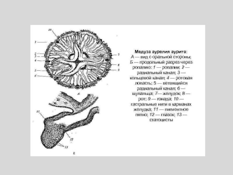 Продольный разрез. Строение Аурелии Ауриты. Строение ропалии медузы. Аурелия Аурита строение. Ропалий Аурелии.