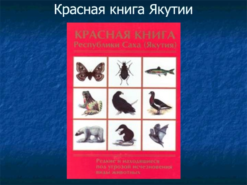 Красная книга якутии животные и растения презентация