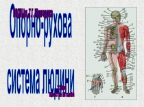 Опорно-рухова
система людини
КОГПІ ім. Т.Г. Шевченка
21-фк
Крестін Віталій