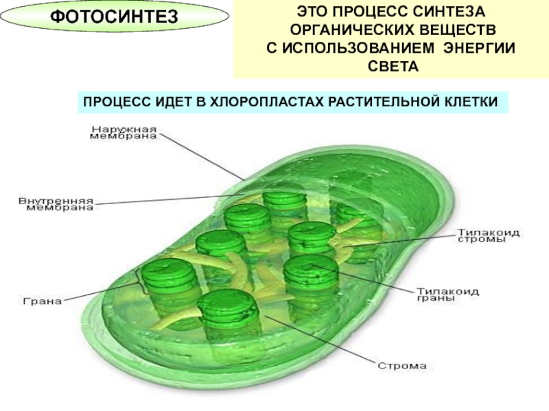 Соединения растительных клеток. Строение хлоропласта растительной клетки. Фотосинтез в хлоропластах.