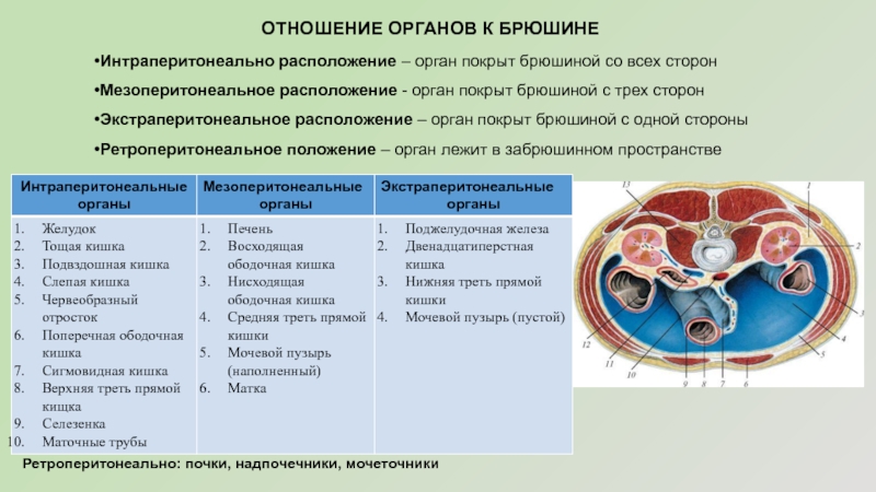 Презентация забрюшинное пространство