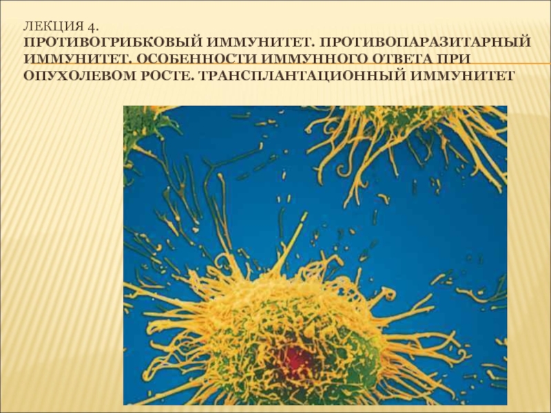 Лекция 4. Противогрибковый иммунитет. Противопаразитарный иммунитет