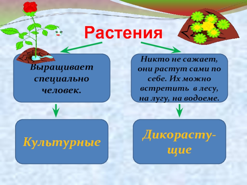 Окружающий мир 2 класс культурные растения презентация 2 класс