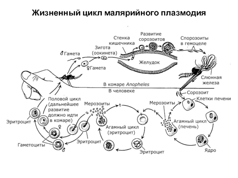 Возникновении малярии. Жизненный цикл малярийного плазмодия схема. Стадии жизненного цикла малярийного плазмодия. Цикл развития плазмодия малярии схема. Цикл развития малярийного плазмолиза схема.