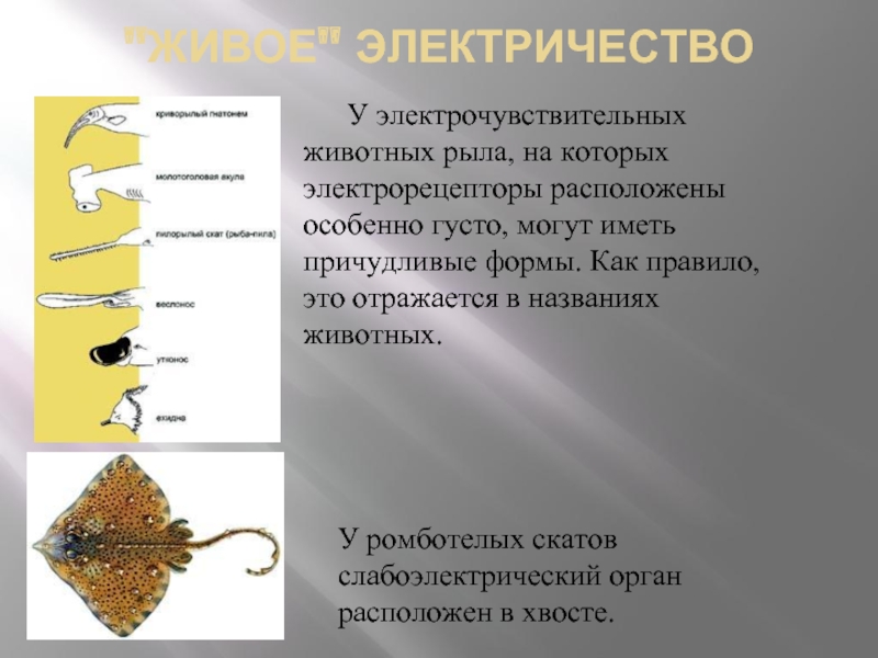 Электричество в живых организмах проект