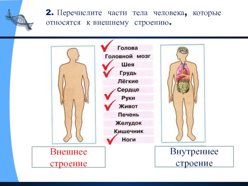 Внешняя часть человека. Органы и части тела человека ВПР 4 класс. Схема строения человека ВПР. Внешнее строение тела. Внешнее и внутреннее строение человека.