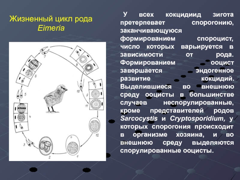 В жизненном цикле происходит. Цикл развития кокцидий рода Eimeria. Цикл развития эймериевых кокцидий. Цикл развития кокцидий кролика. Eimeria Magna жизненный цикл.