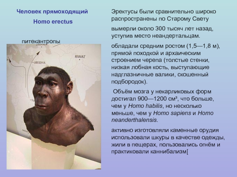 Человек прямоходящий Homo erectusЭректусы были сравнительно широко распространены по Старому Свету вымерли около 300 тысяч лет назад,
