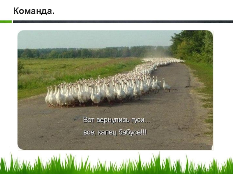 Спасайся кто может. Анекдот про гуся. Гусь демотиватор. Стадо гусей прикол. Смешные картинки про гусей с надписями.