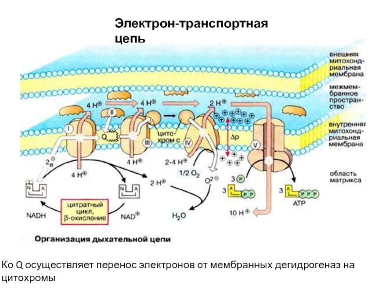 Электронно транспортная цепь схема