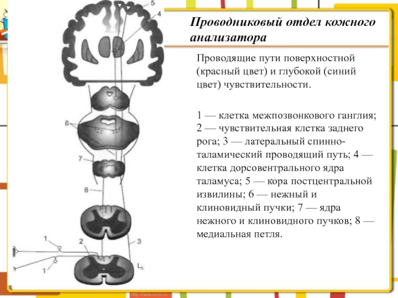 Составьте схемы строения анализаторов отвечающих за кожное и мышечное чувство 8 класс