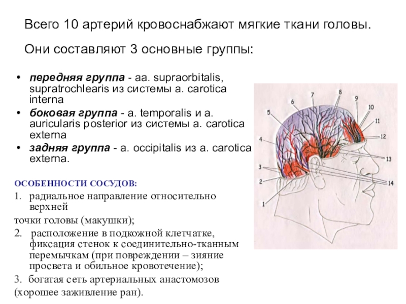 Презентация топографическая анатомия мозгового отдела головы