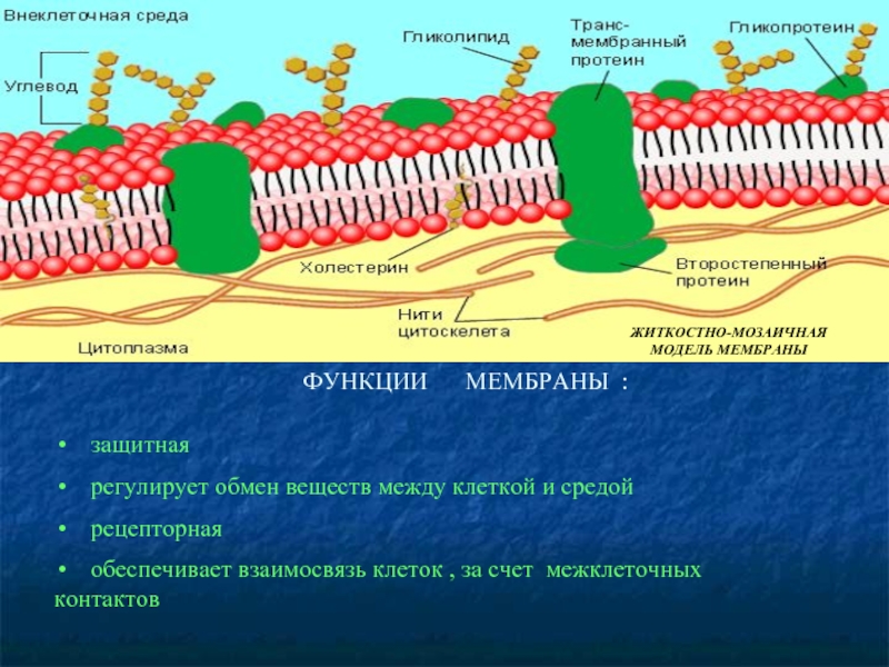 Мембрана осуществляет. Межклеточная мембрана. Рецепторная функция мембраны. Транспортная функция мембраны. Функции межклеточных контактов.