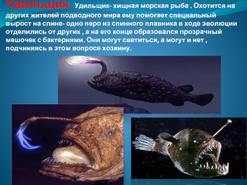 План о глубоководных морских обитателях