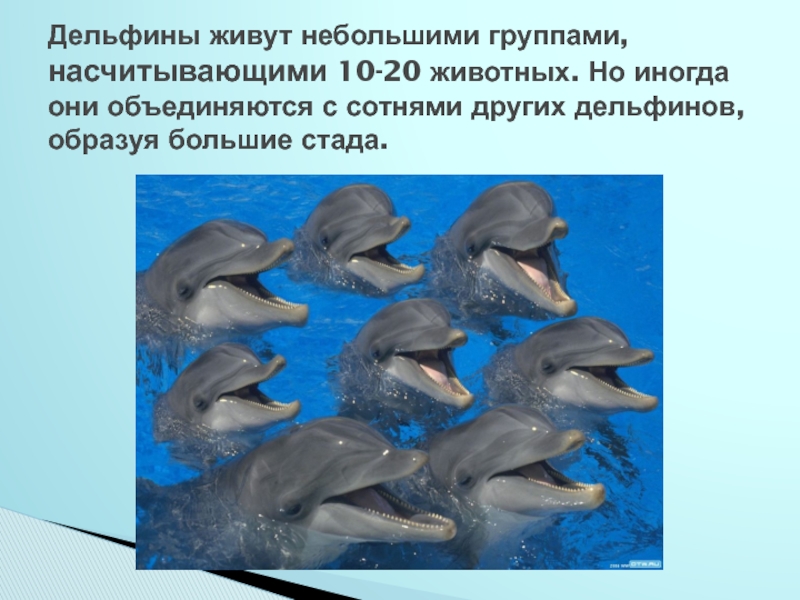 Жили небольшими группами. Сведения о дельфине. Презентация про дельфинов. Дельфины презентация. Сообщение о дельфине.