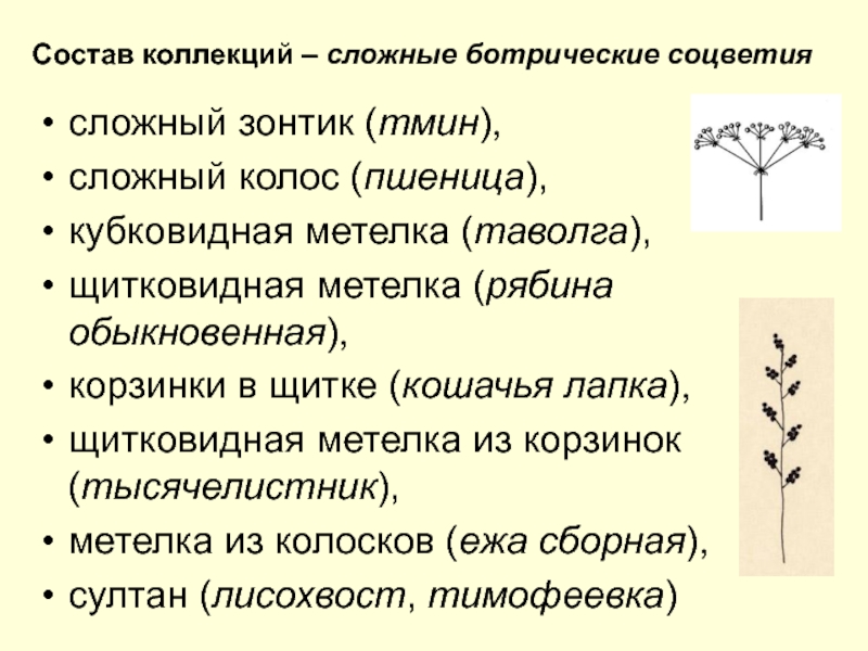 Схемы простых ботриоидных соцветий