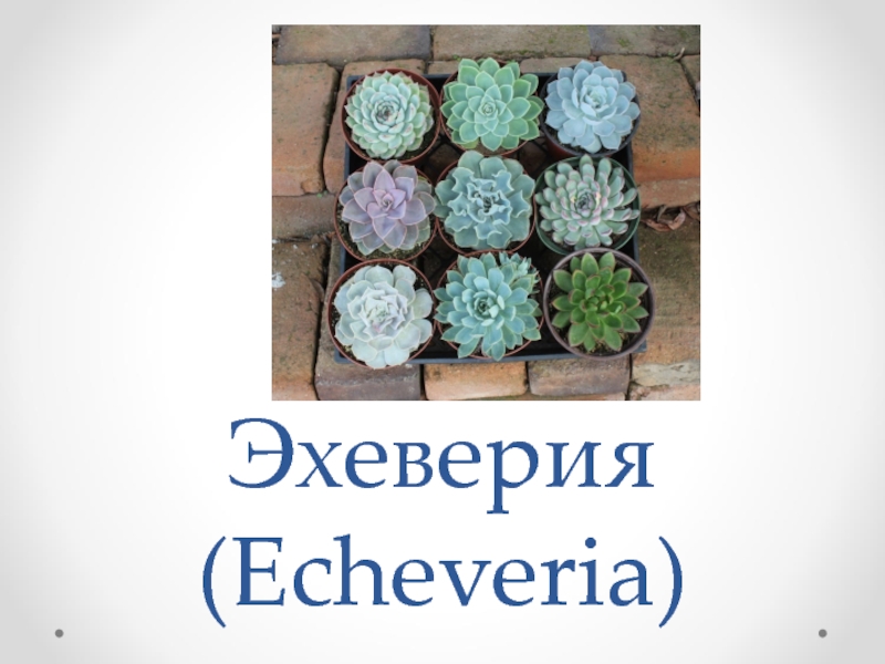 Презентация Эхеверия ( Echeveria )