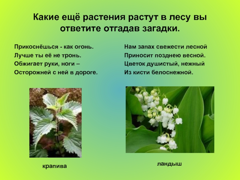 Растение на какой вопрос отвечает. Растения растущие в лесу. Какие растения произрастают в лесу. Растения леса доклад. В лесу растут растения какие растения.