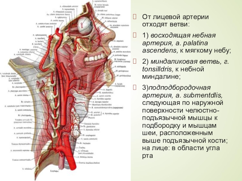 Миндаликовая ветвь лицевой артерии. Ветви грудино ключично сосцевидной артерии. Задняя ушная артерия и ее ветви. Ушная ветвь затылочной артерии.