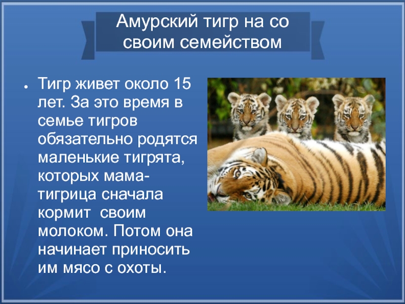 Амурский тигр план сообщения