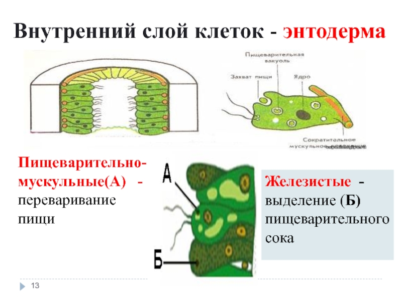 Внутренний слой клеток. Клетки энтодермы. Пищеварительная клетка энтодермы. Слой энтодерма клетки.