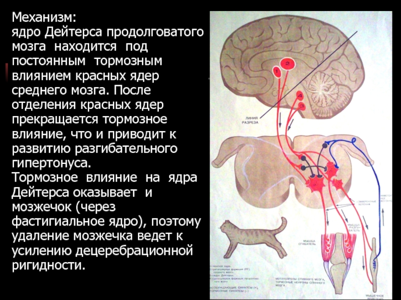 Ядра среднего мозга