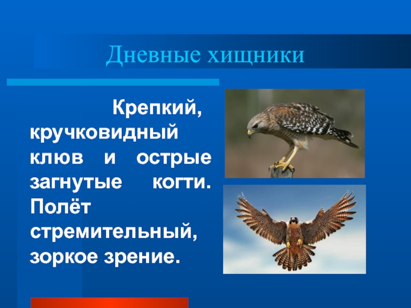 Дневные хищники. Экологические группы птиц дневные хищники. Дневные хищники птицы представители. Дневные Хищные презентация.