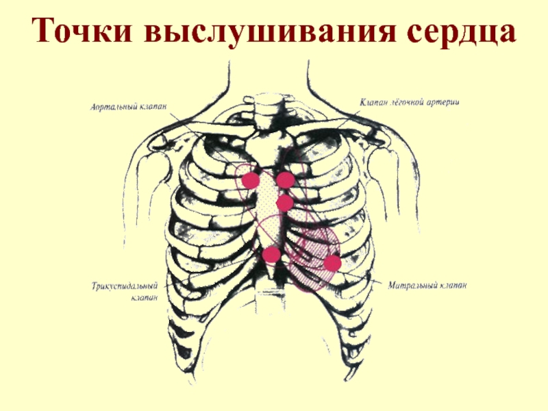 Точки аускультации. Аускультация сердца точки выслушивания. Схема проведения аускультации сердца. Точки аускультации клапанов сердца. Точки аускультации сердца схема.