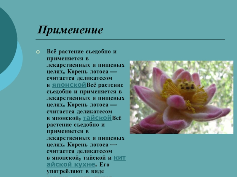 Лотос считается священным как атрибут и символ. Корень лотоса характеристики. Высказывание все растения съедобны простое и истинное. Почему Лотос считался вязанным цветком. Кезелык растение съедобный корень.