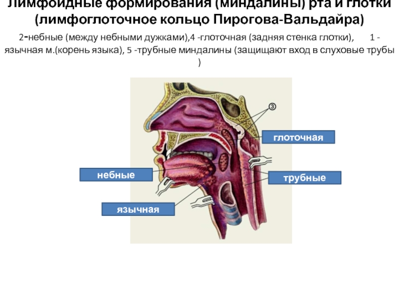 Глоточная миндалина. Лимфоидное кольцо глотки Пирогова- Вальдейера. Лимфоэпителиальное глоточное кольцо Пирогова. Миндалины кольца Пирогова Вальдейера. Глотка. Миндалины кольца Пирогова-Вальдейера.