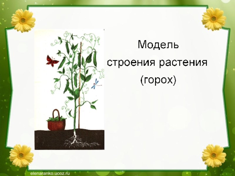 Проект в старшей группе огород на окне презентация